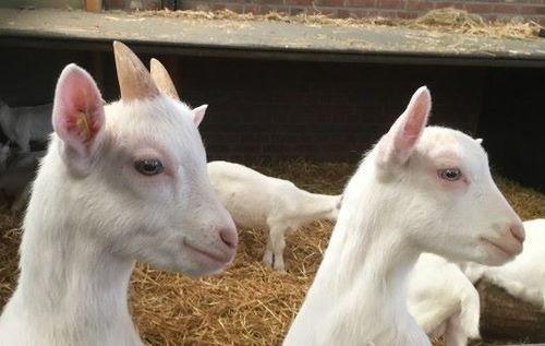 娱乐吃瓜外婆养大的羊羊视频 第3张 娱乐吃瓜外婆养大的羊羊视频 第3张