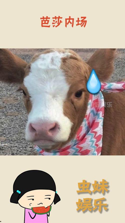 娱乐吃瓜酱导盲犬,跟随“吃瓜酱”探索无障碍世界的欢乐时光  第2张