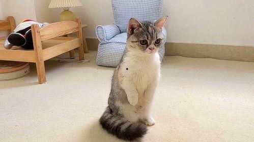 娱乐吃瓜酱小猫咪被吓,揭秘幕后真相  第3张