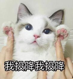 吃瓜群众的表情包是什么意思,揭秘网络热词背后的幽默与讽刺  第2张
